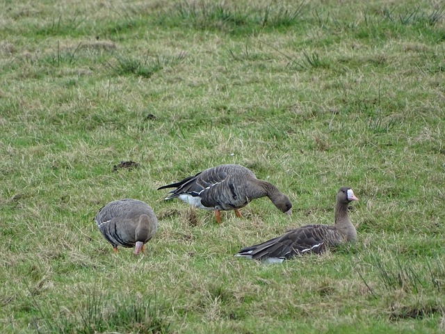 上海男篮VS新疆队！哈维上演CBA首秀，刘炜拒绝输球，CCTV5直播.